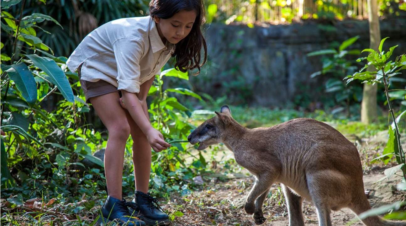 Bali Zoo - pertemuan dengan kanggaru