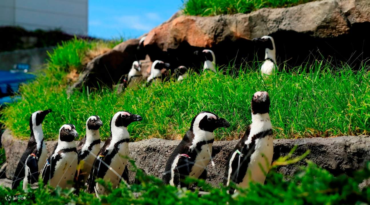 Sunshine City Aquarium, Sunshine Aquarium à Tokyo, billet pour Sunshine Aquarium Tokyo, billet d'entrée pour Sunshine Aquarium, billet à prix réduit pour Sunshine Aquarium