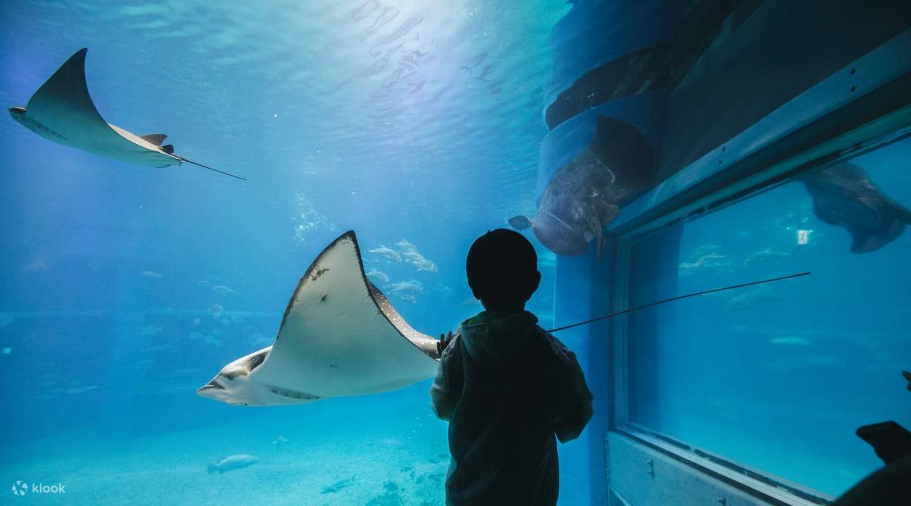 a kid looking at stingrays inside the Osaka Aquarium Kaiyukan