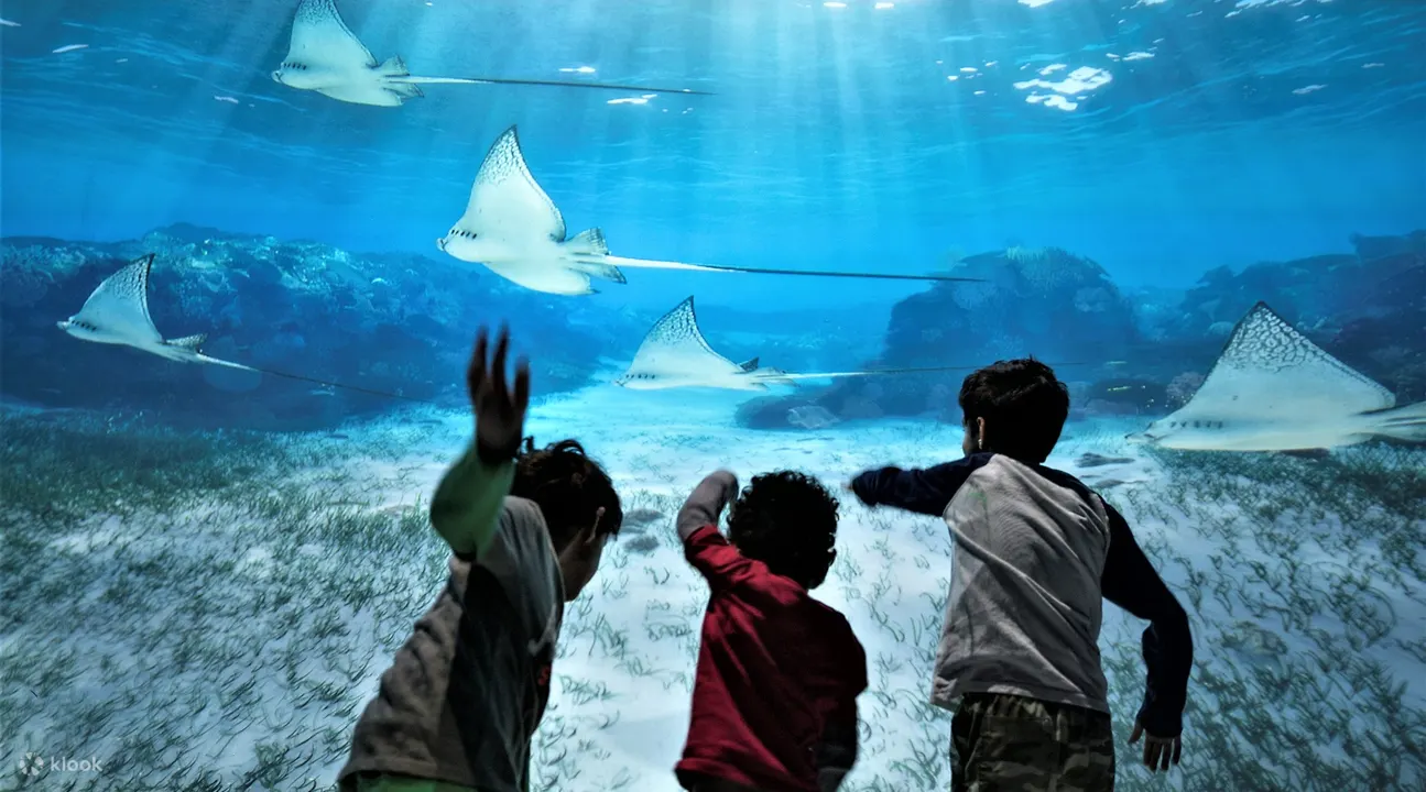 National Geographic Encounter: Ocean Odyssey Admission Ticket ...