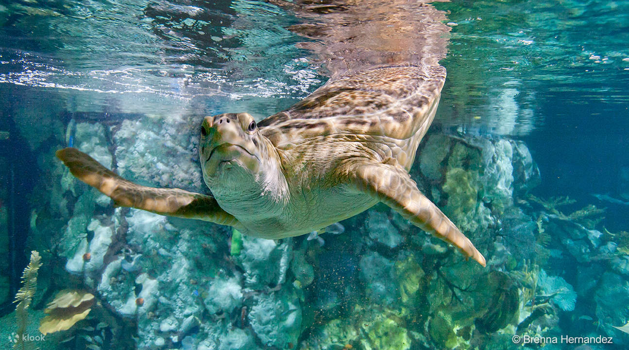 seekor kura-kura di Shedd Aquarium