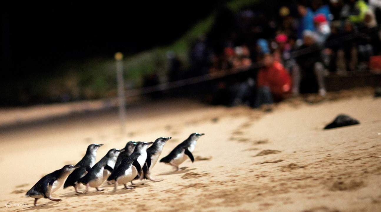 phillip island penguins