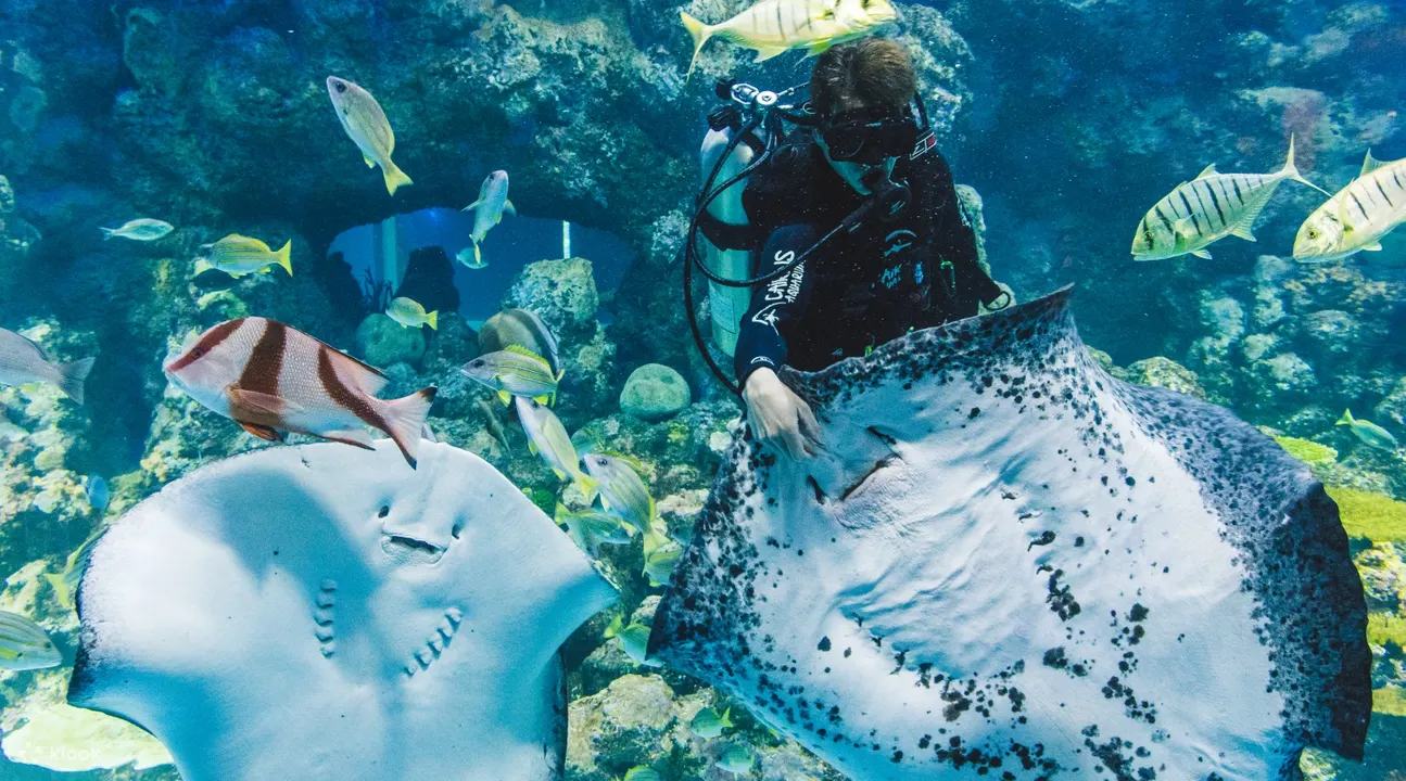 凯恩斯水族馆 - 凯恩斯水族馆海洋生物