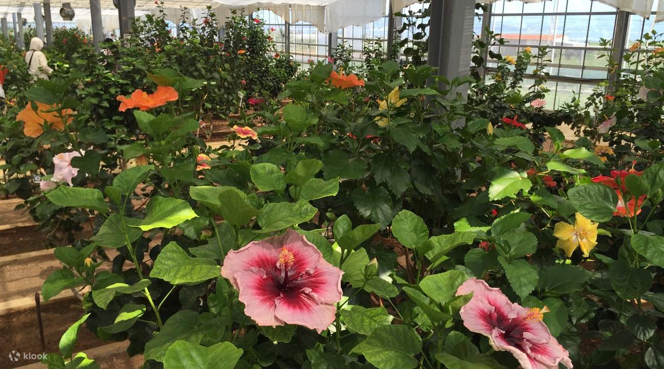 伊江島ゆり祭り日帰りツアーの予約 現地サイクリングプラン有り Klook 伊江島ゆり祭り日帰りツアーの予約 現地サイクリングプラン有り Klook