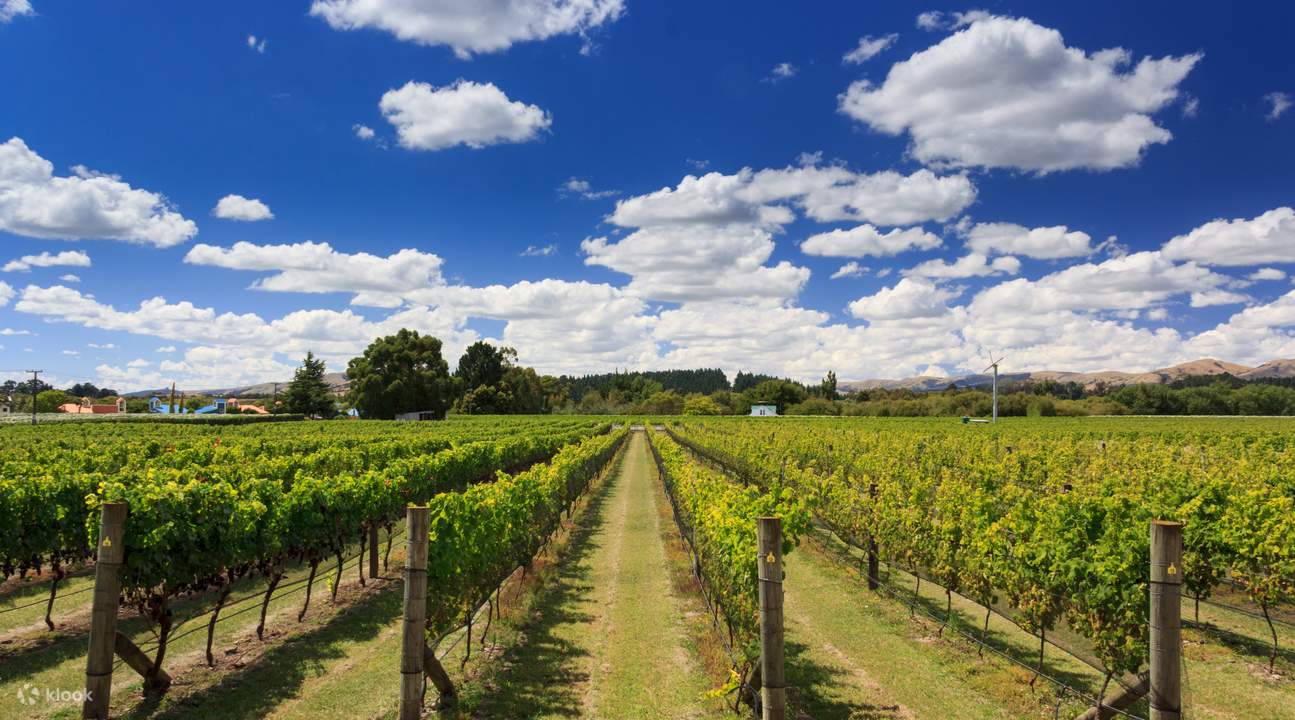 Martinborough Gourmet Wine Tour Klook