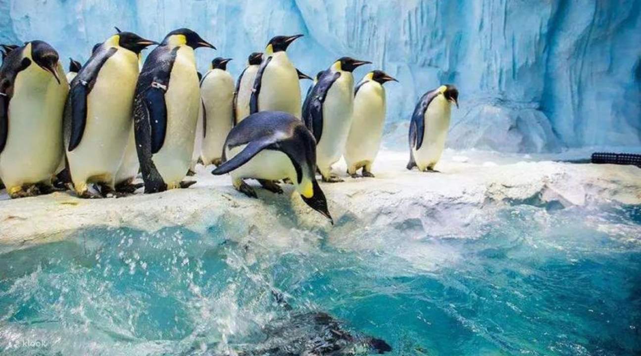 penguin world