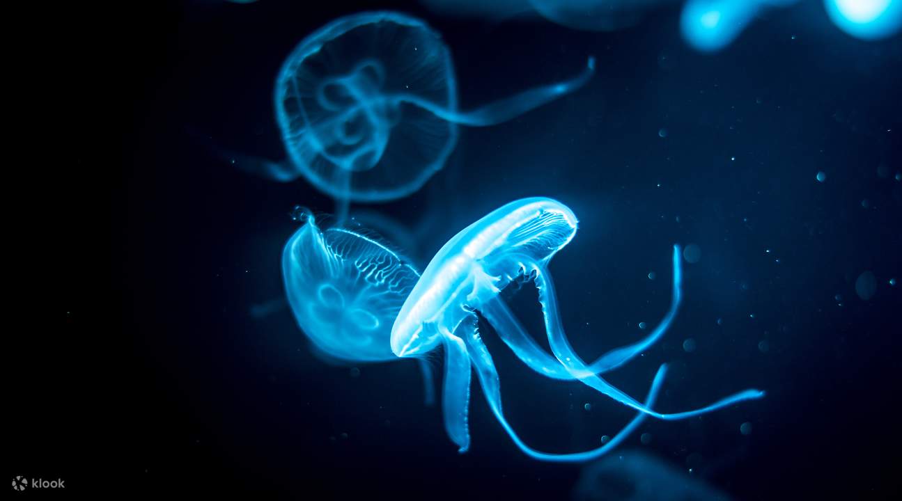 Xunliao Bay Jellyfish Kingdom Ticket in Huizhou City, Guangdong Klook