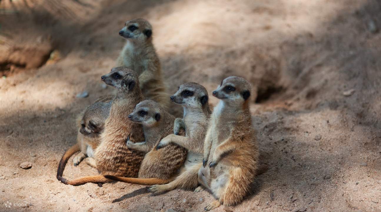 билет в зоопарк Барселоны