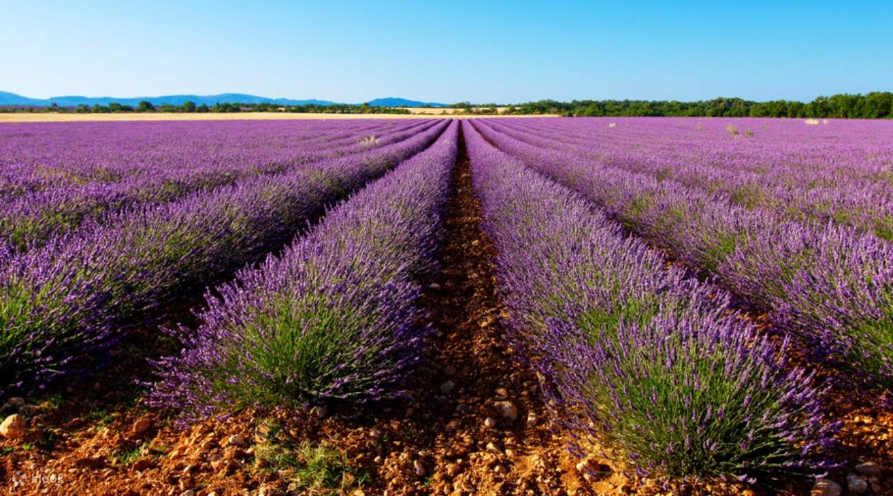 Morning Lavender Tour from AixenProvence, France Klook Philippines