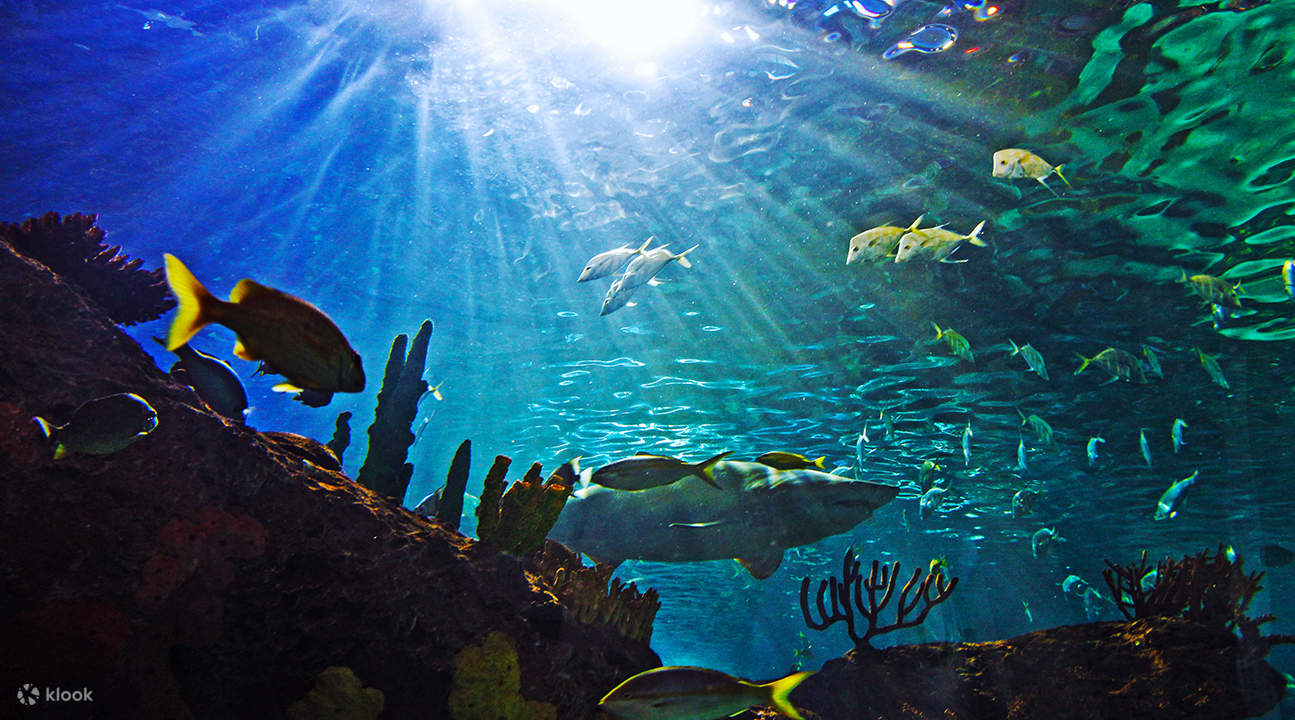 New England Aquarium Ticket Boston, USA Klook