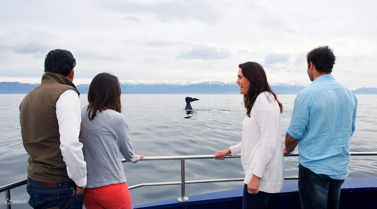 Whale watching Kaikoura 