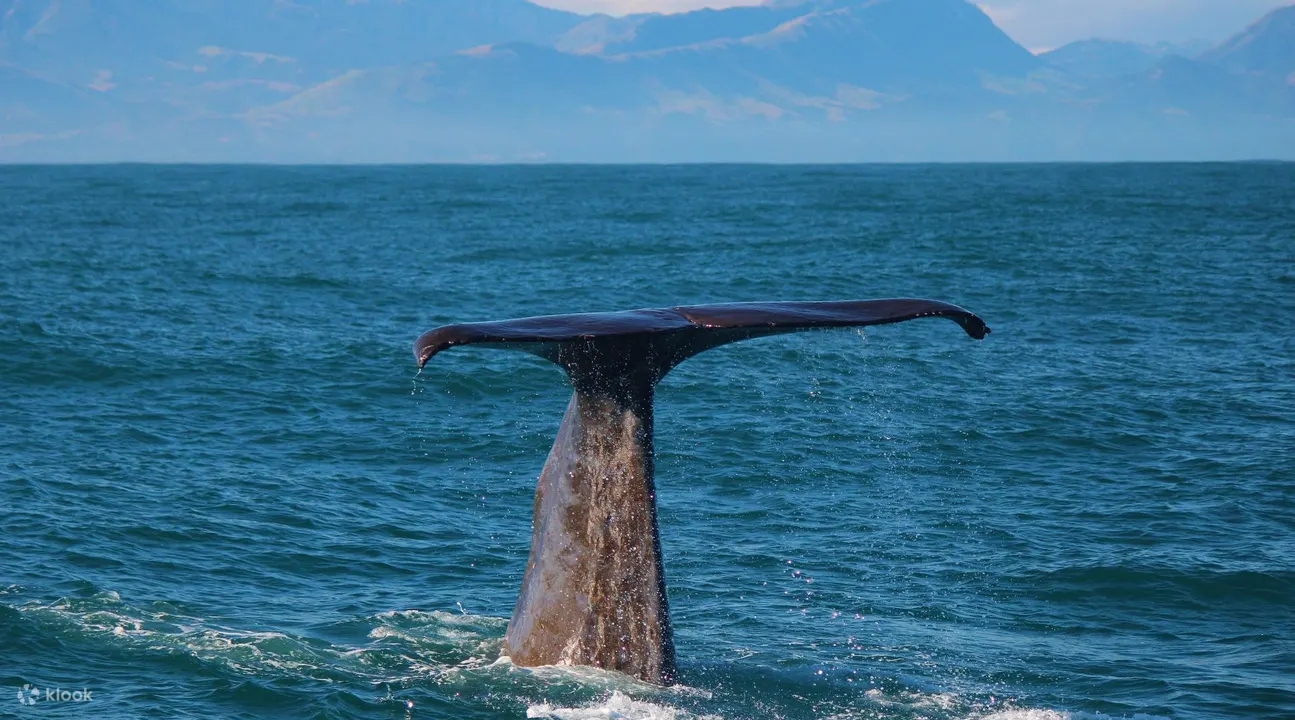 凯库拉 (Kaikoura) 观鲸
