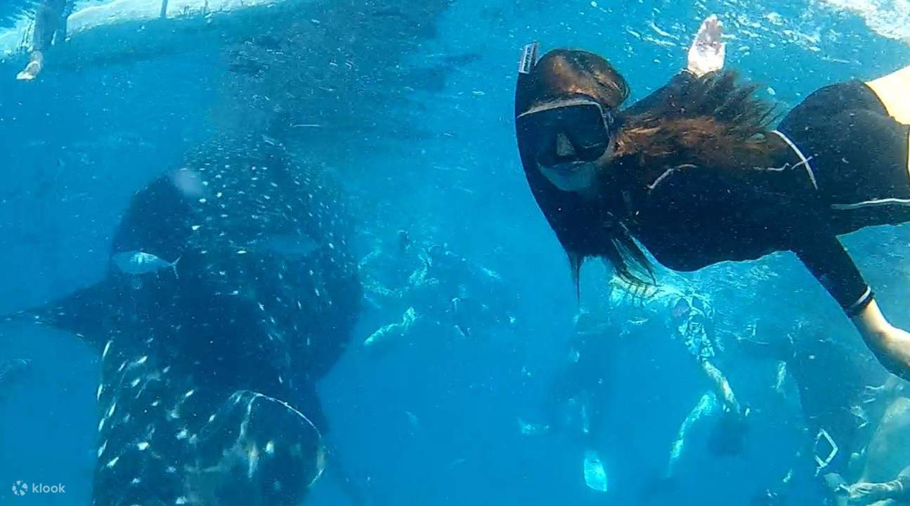 在奥斯洛布与鲸鲨一起浮潜