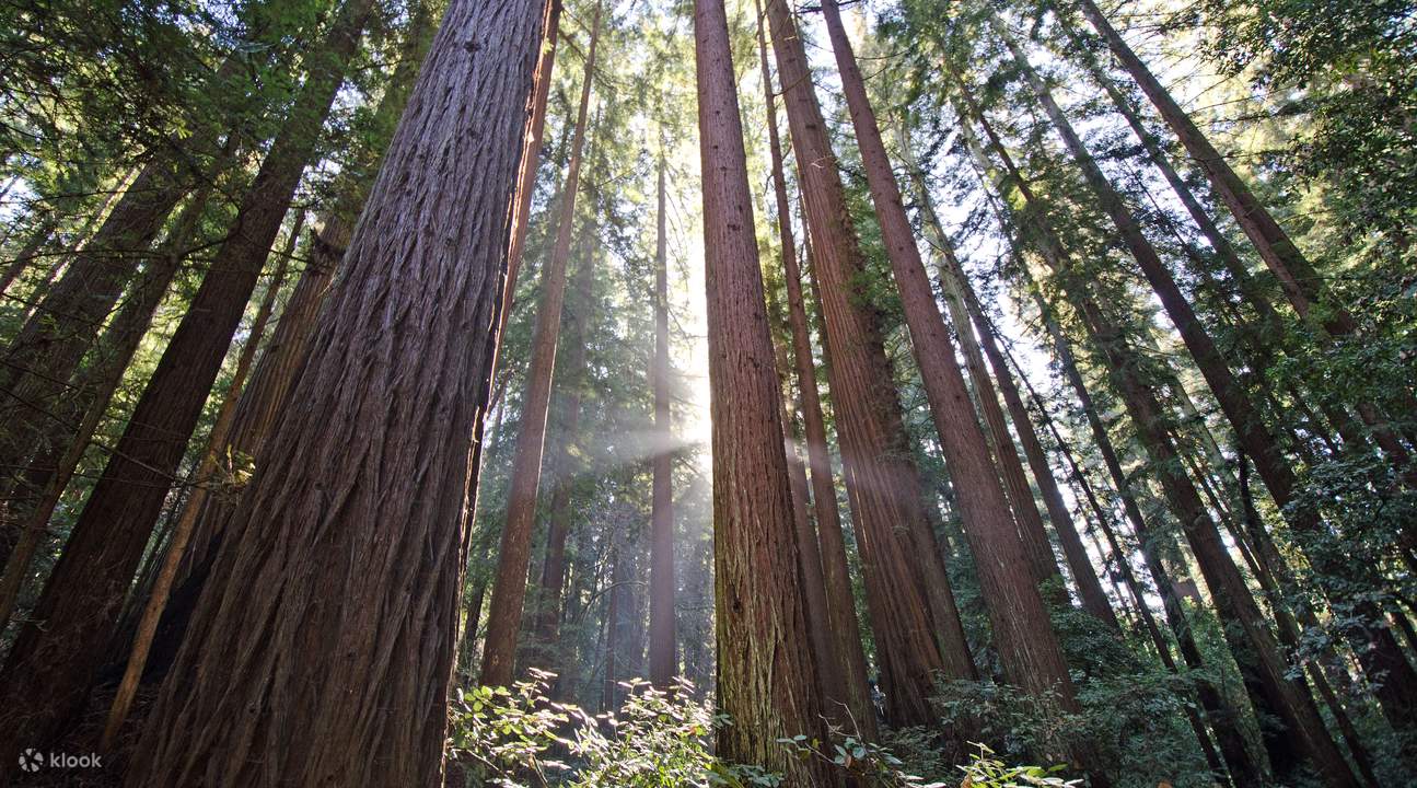 California Coast and Redwoods Day Tour from San Francisco Klook Hong Kong