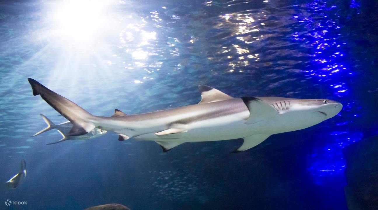 requin nageant dans Sea Life Munich