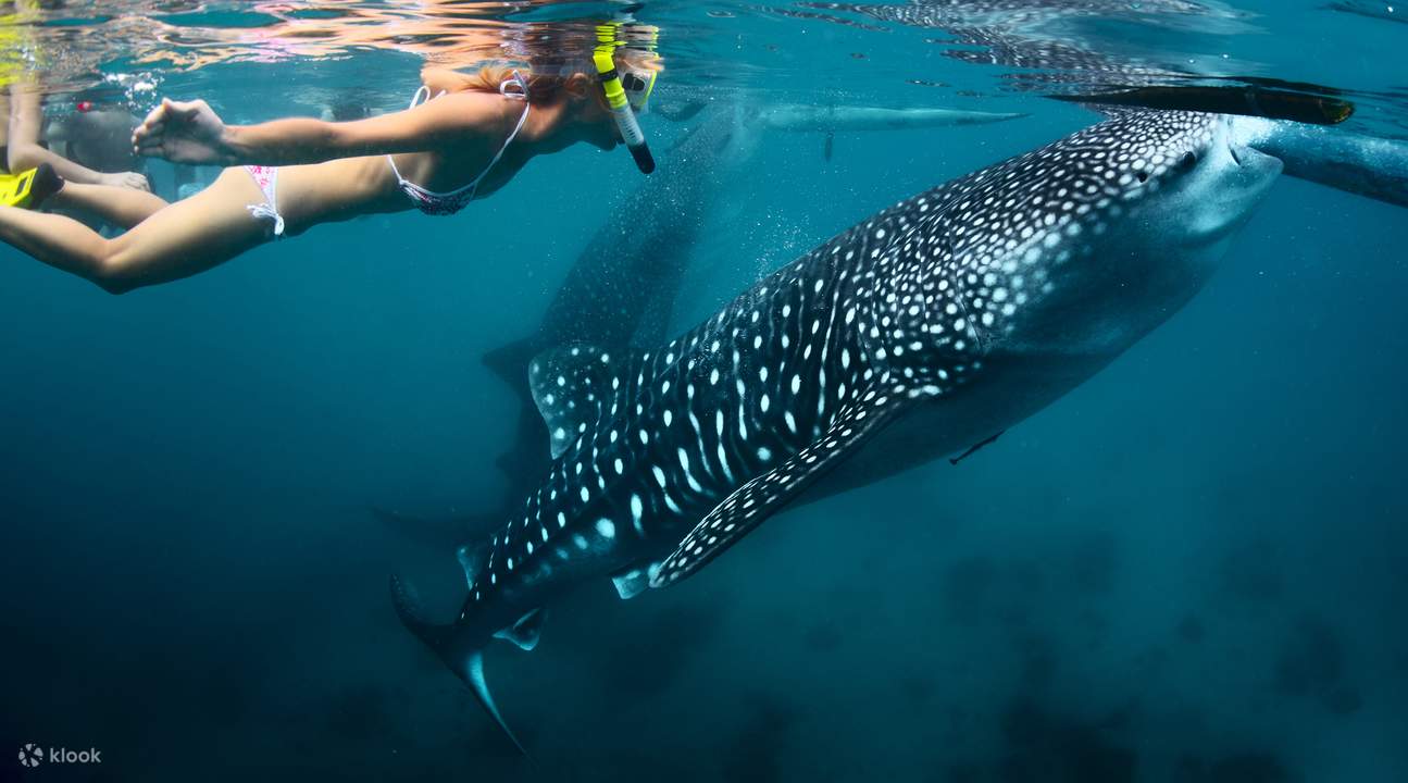 Oslob whale sharks