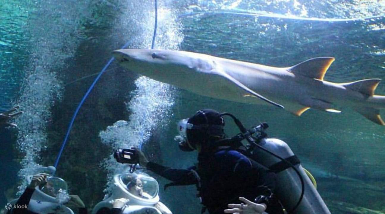 monde sous-marin divers