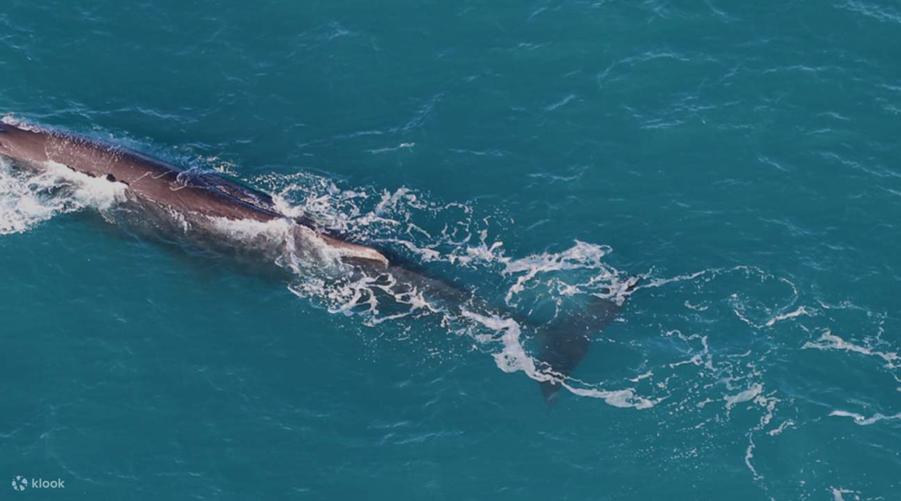 สิ่งที่ต้องทำในไคคูร่า