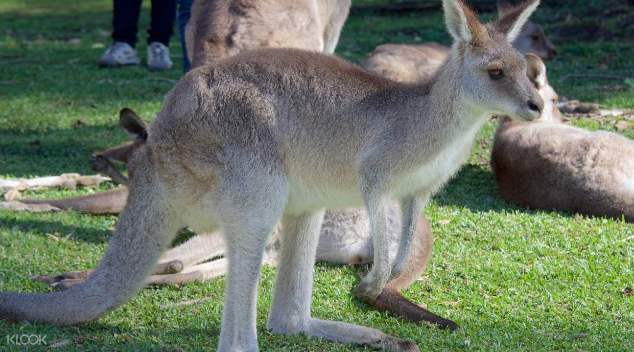 Enjoy feeding the kangaroos