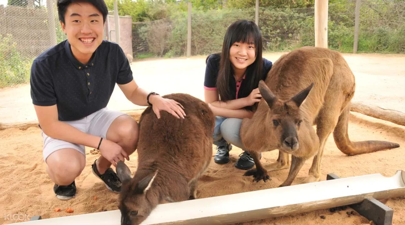 Melbourne Zoo Kangaroo Encounter Klook Malaysia