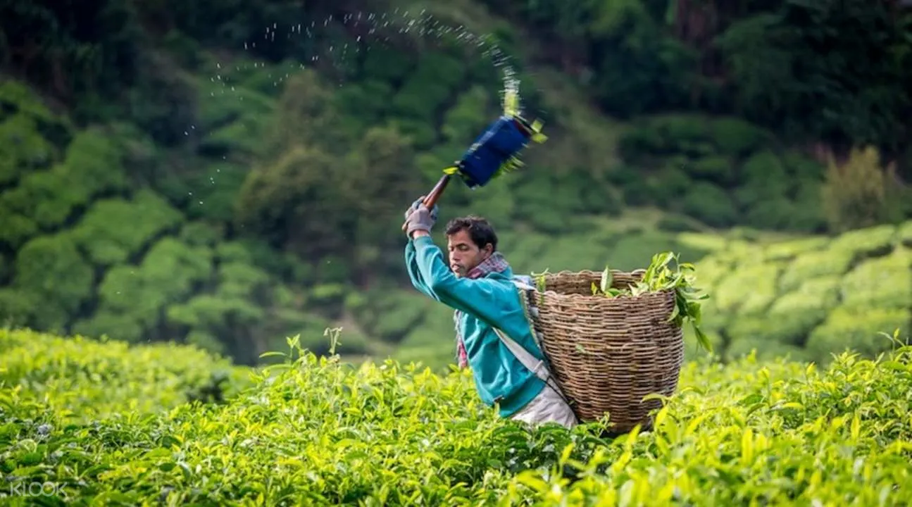 Up To 10 Off Cameron Highlands Day Tour Klook Singapore