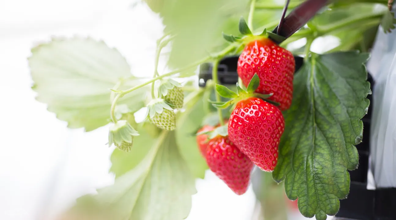 Ichigo World Strawberry Picking Experience In Miyagi Klook Malaysia