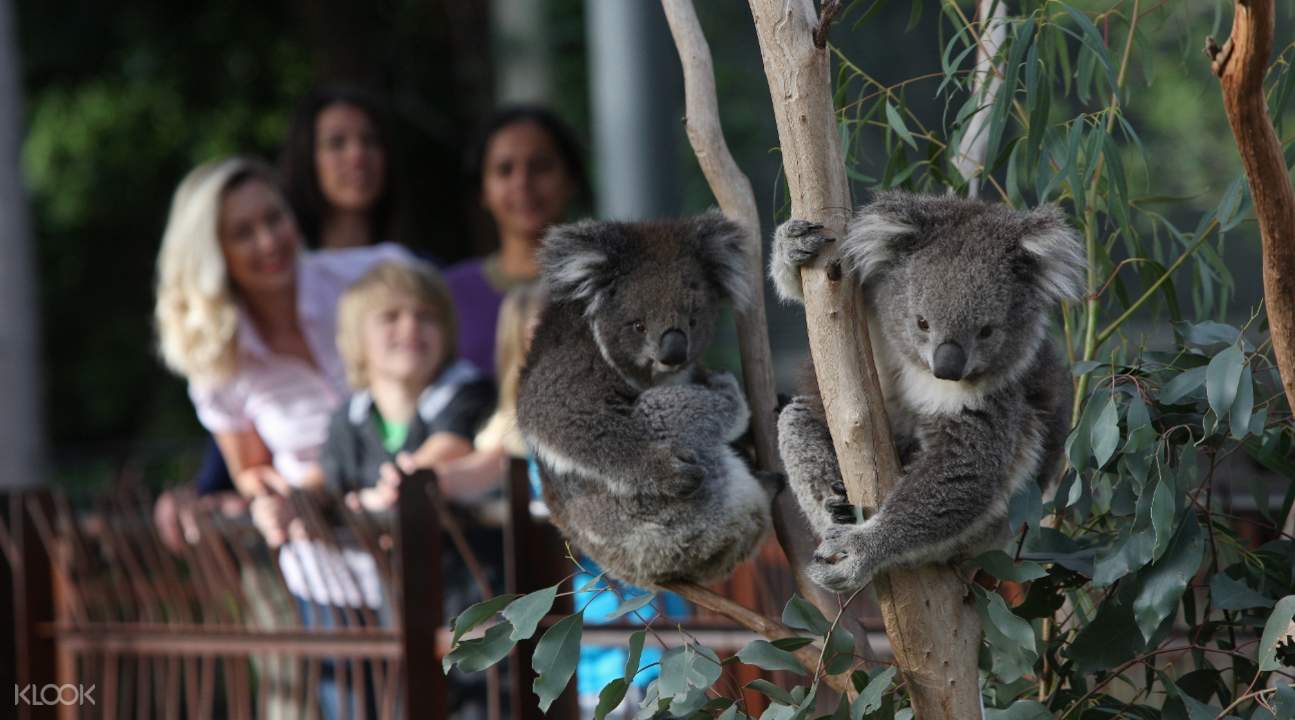 Melbourne Zoo Kangaroo Encounter