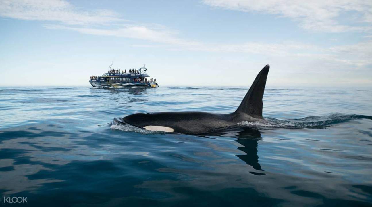 Whale Watch Cruise In Kaikoura Klook Malaysia