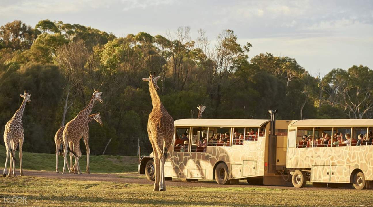 Werribee Open Range Zoo Sunset Safari Experience from Melbourne Klook UK
