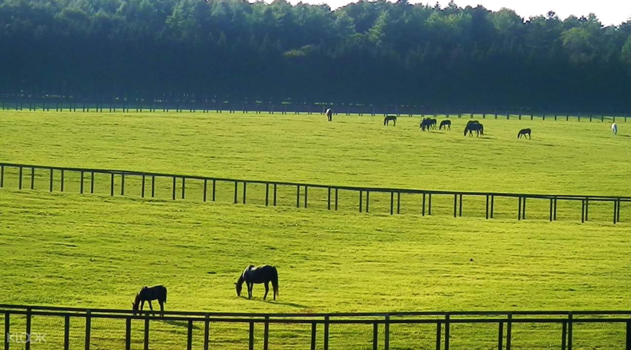 Hokkaido Yuni Garden Northern Horse Park And All You Can Eat Yubari Melon Day Trip From Sapporo Klook Us Hokkaido Yuni Garden Northern Horse Park And All You Can Eat Yubari Melon Day Trip From Sapporo Klook Us