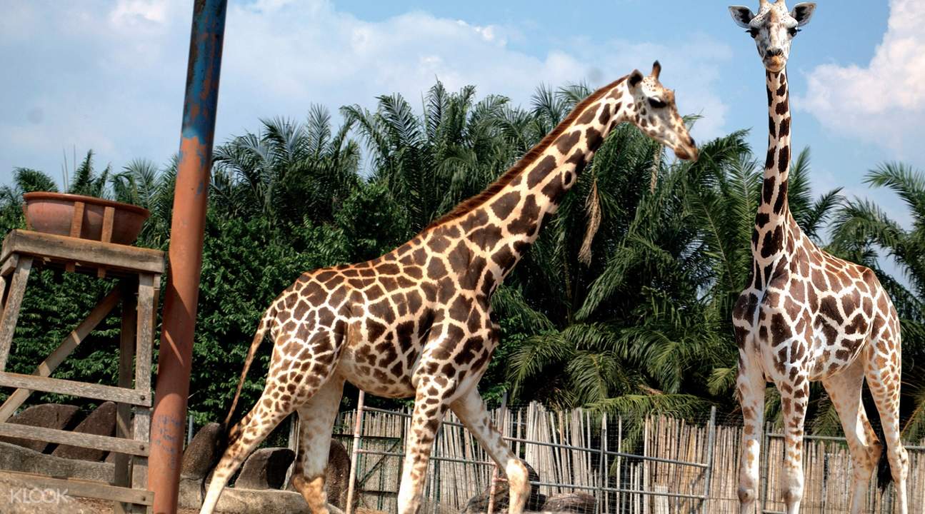A Famosa Safari Wonderland Ticket In Melaka