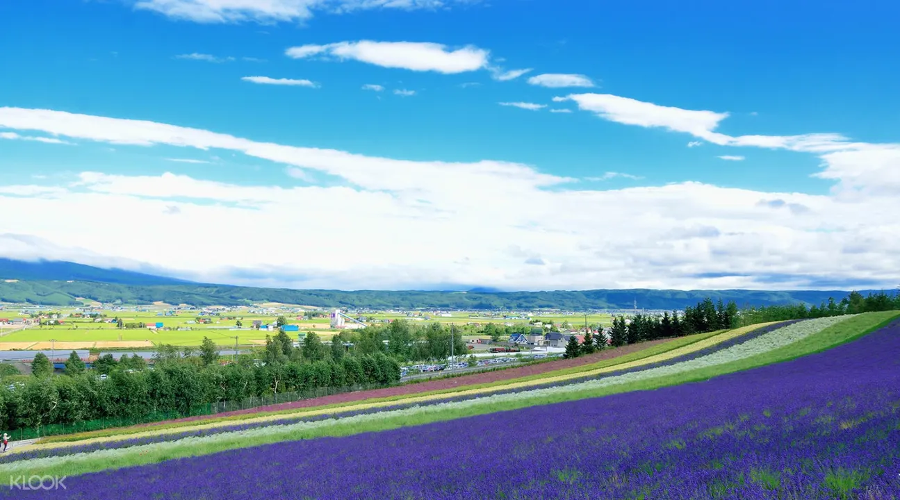 北海道富良野红酒工厂 富田农场 美瑛四季彩之丘一日游 普通话或粤语领队 Klook客路中国