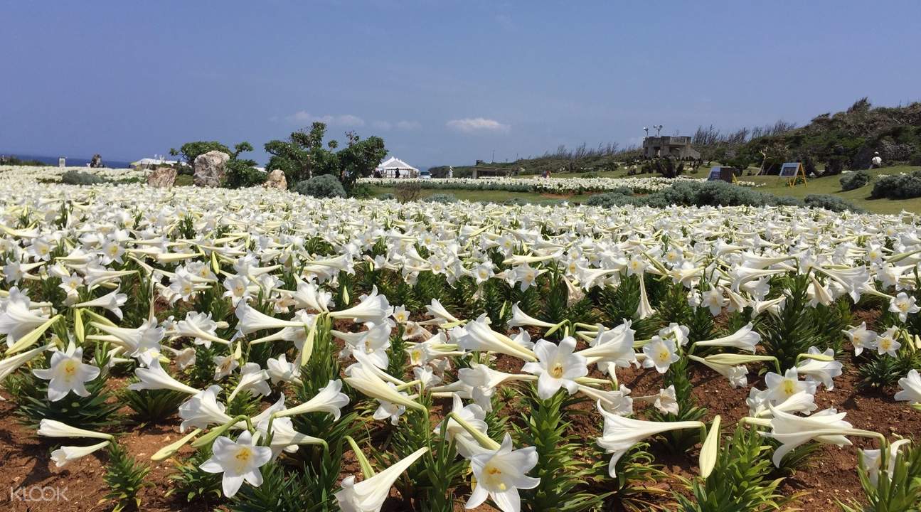 Okinawa Ie Island Lily Festival Day Tour (Tour Bus or Cycling)