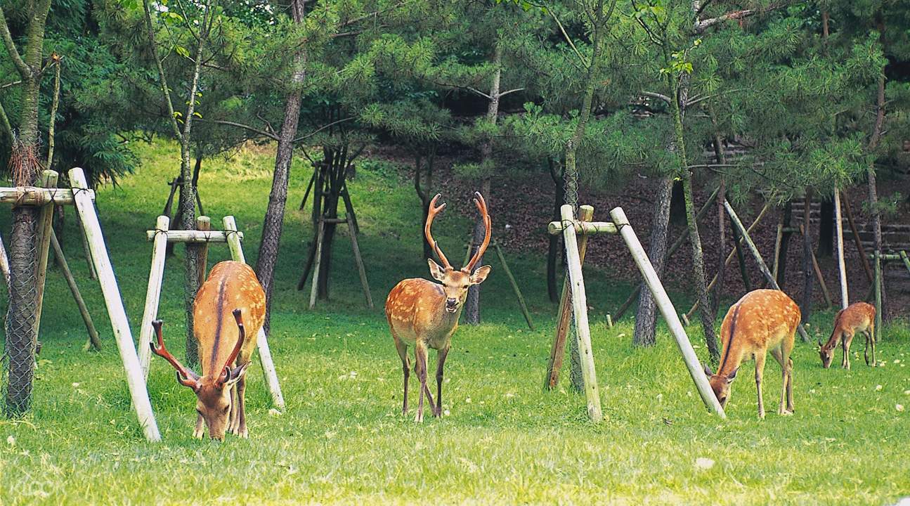 京都岚山 奈良公园一日游 大阪出发 Klook客路中国