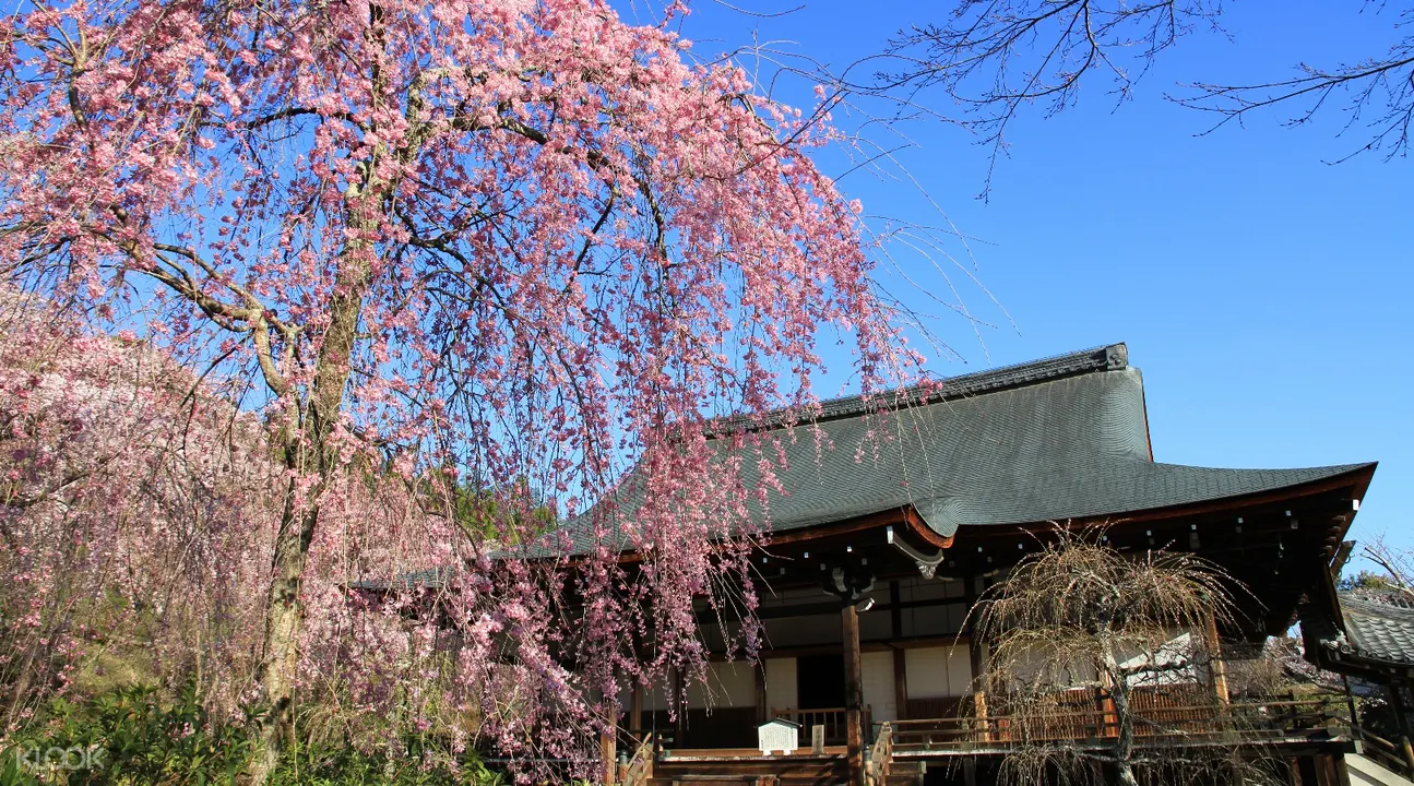 京都仁和寺 天龙寺 岚山 北野天满宫 平野神社 平安神宫赏樱一日游 Klook客路