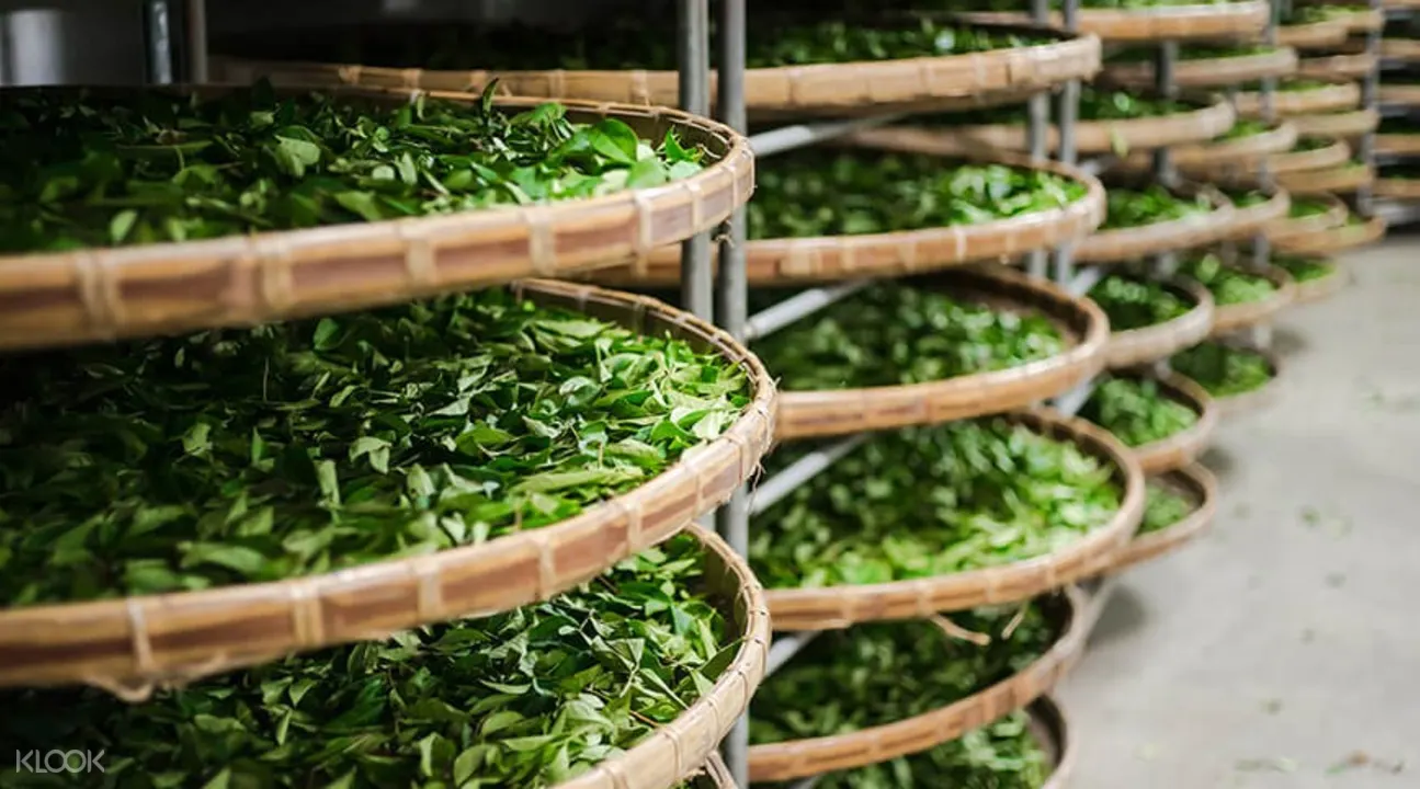 台北品茗,台灣茶,台北茶館,台北茶園,石碇千島湖