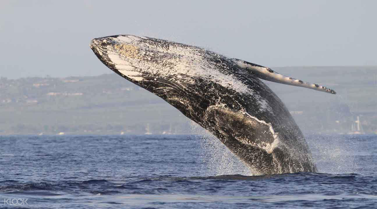 whale cruise boston