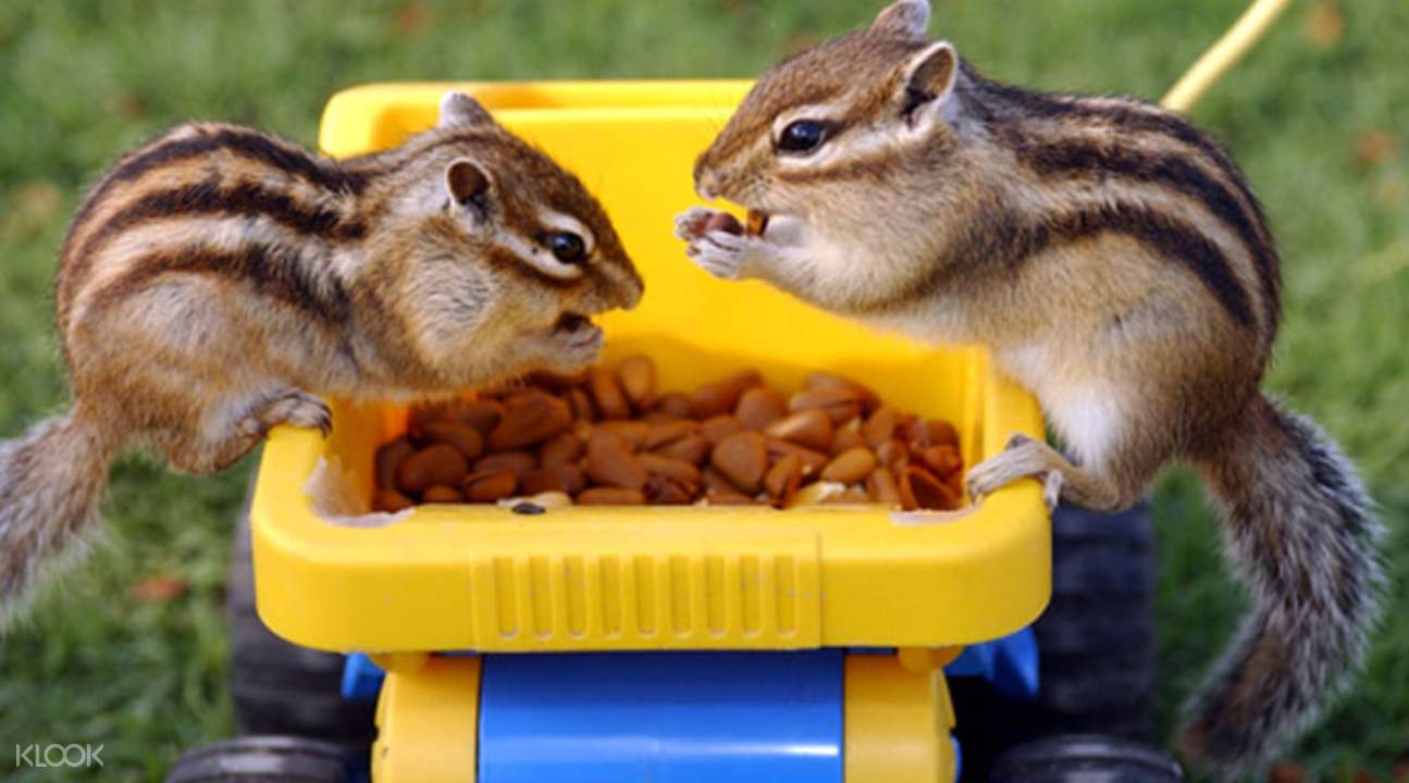 Sunflower Garden Admission Ticket Klook Australia