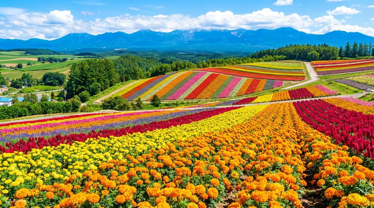 北海道美瑛富良野夏のフラワーロードの旅｜パッチワークの路（車窓観光