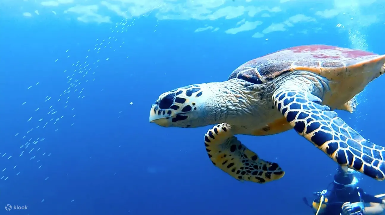 皮皮岛的 PADI 潜水课程