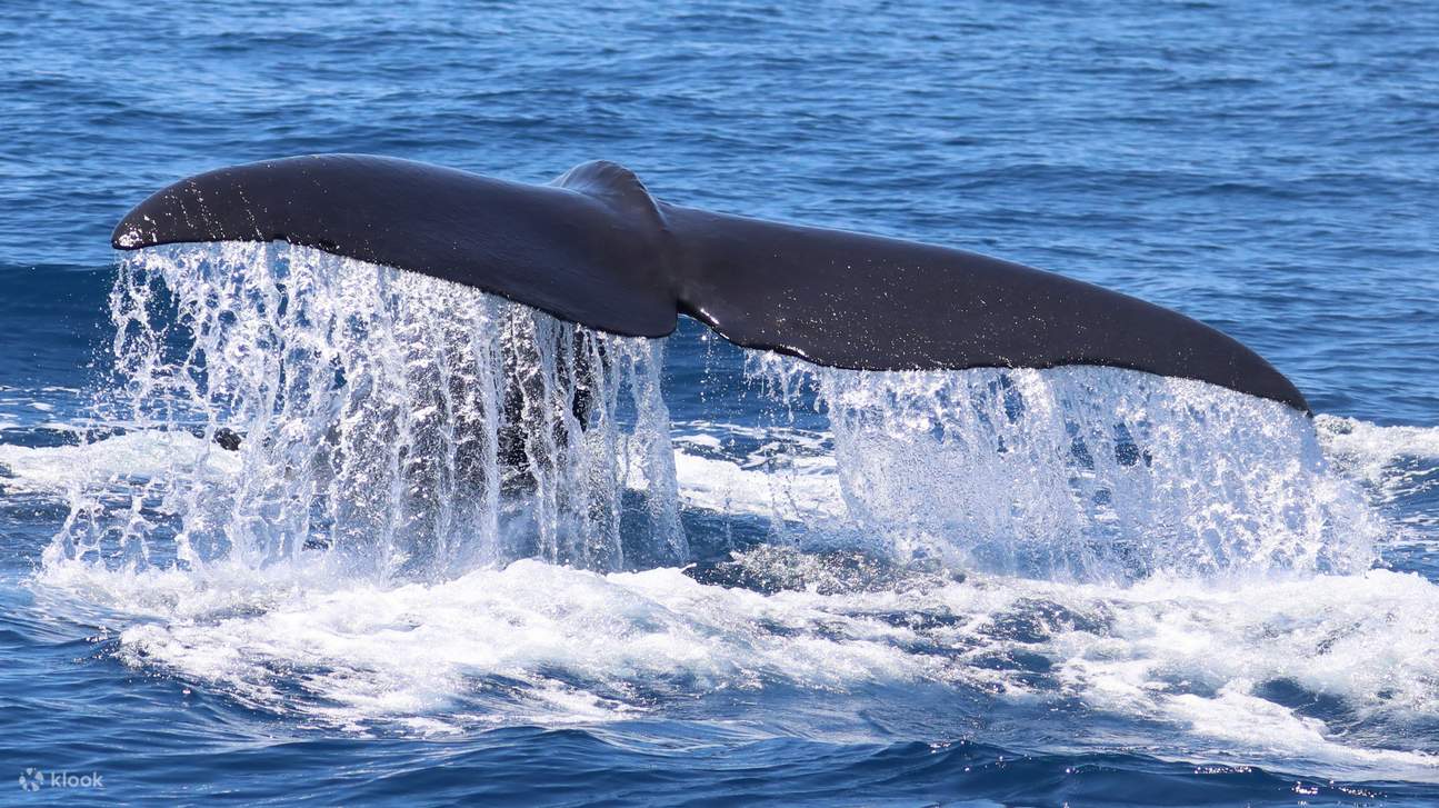 Walbeobachtungstour mit dem Boot in Hualien