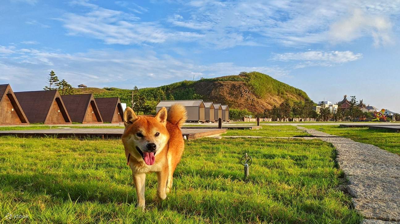 Shiba Inu in area campeggio