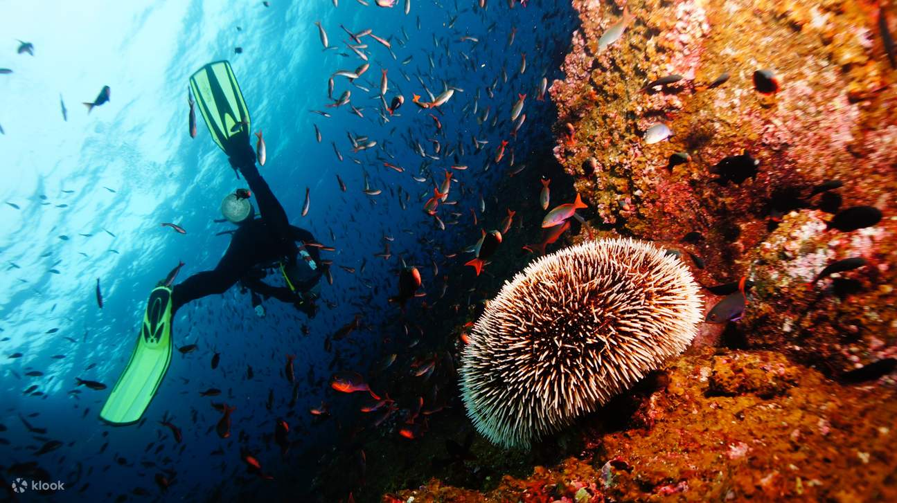 Hurghada Paradise Island Cruise with Snorkeling Adventure and Lunch ...