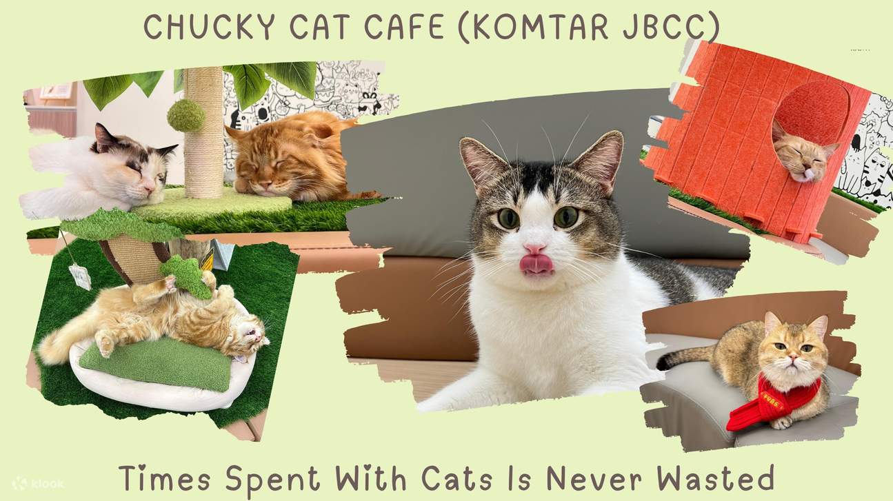cat cafe jb