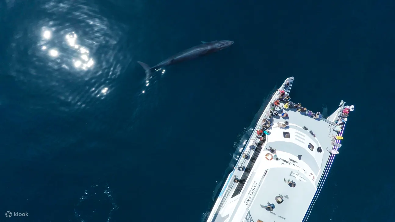 奥克兰观鲸海豚巡游 (Auckland Whale and Dolphin Safari Cruise)