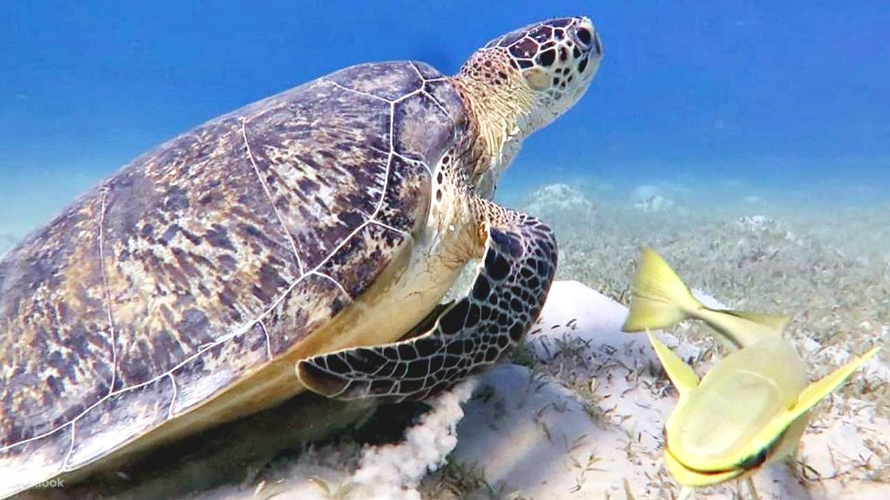Mar Rosso: Isola di Orange Bay e crociera con snorkeling e pranzo