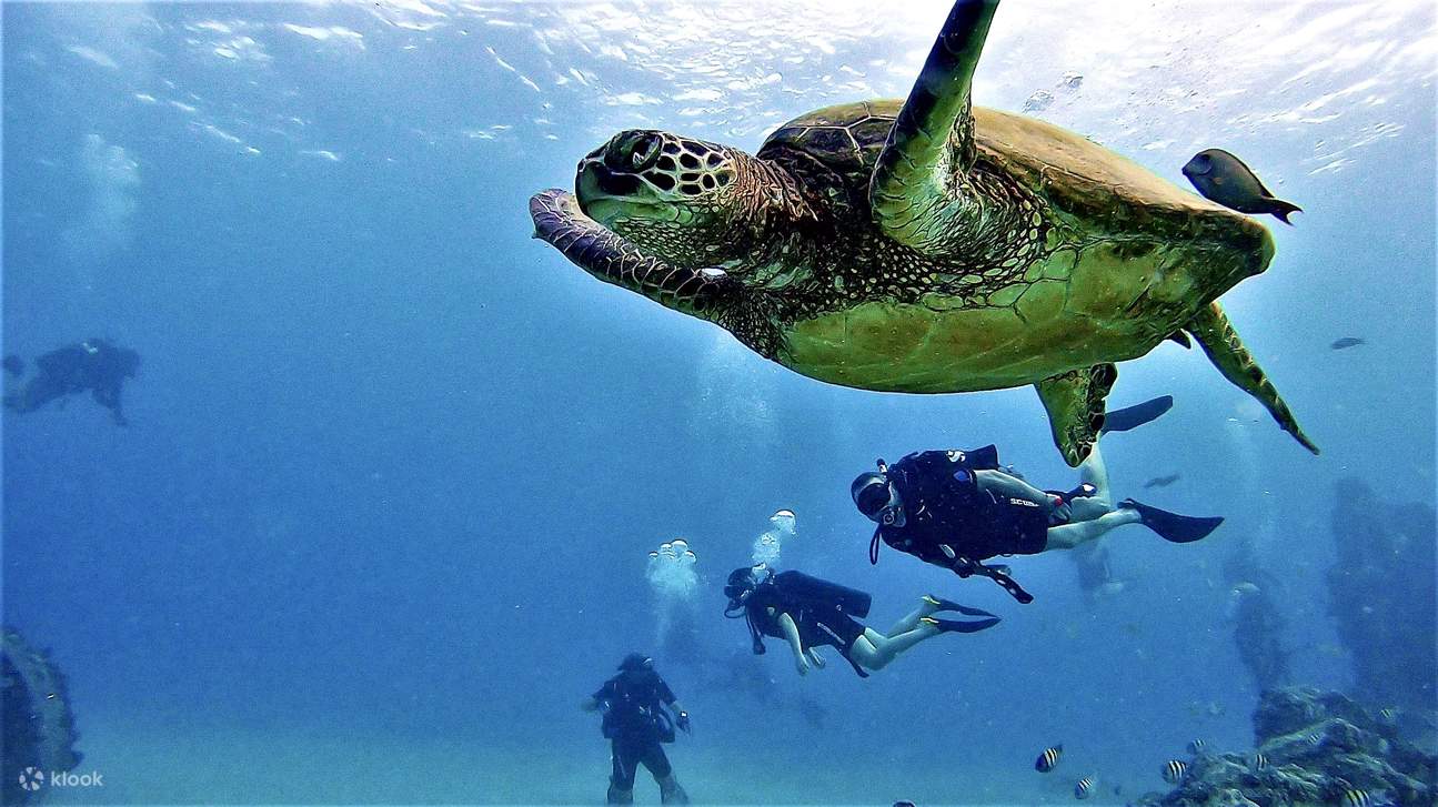 PADI Open Water Diver [apprentissage en ligne]