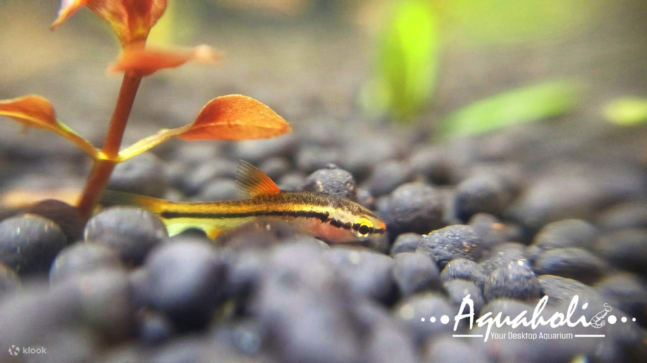 Concept X Plus - 미니 빌딩 블록 에코 아쿠아리움