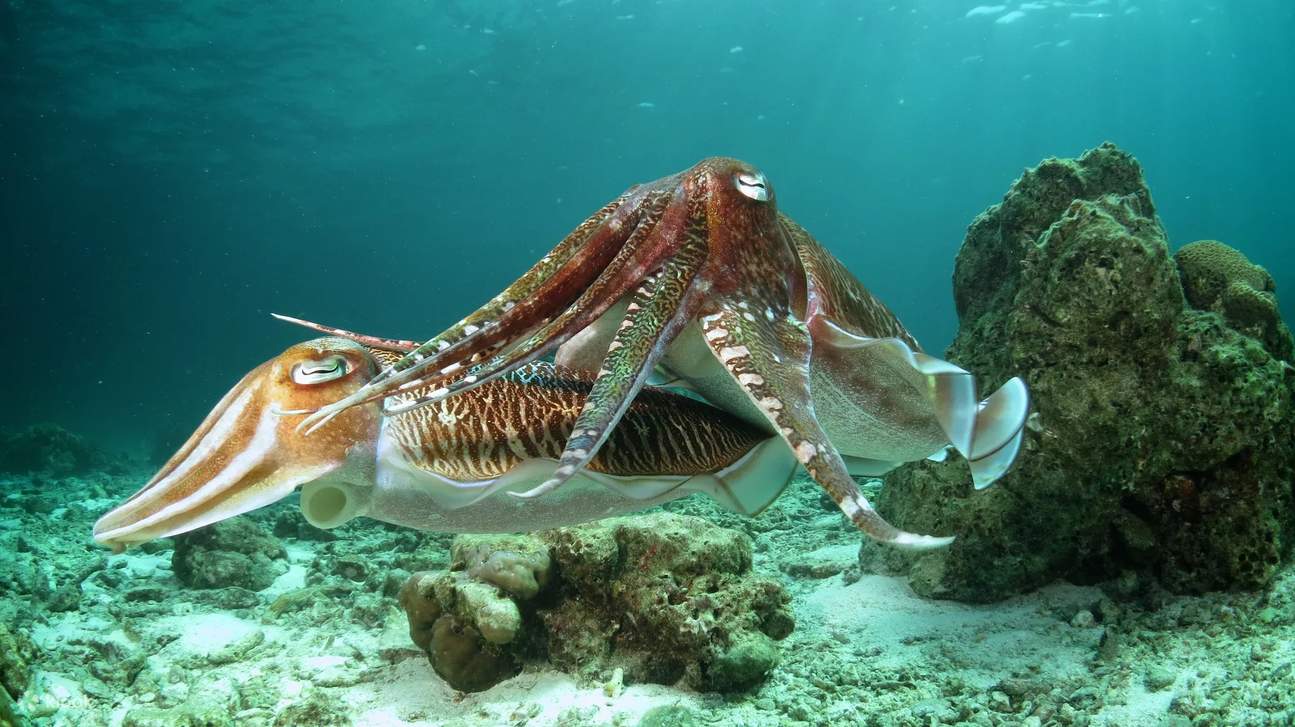 Immergiti nelle meraviglie della vita marina di Mabul mentre avanzi nel nostro corso avanzato completo.