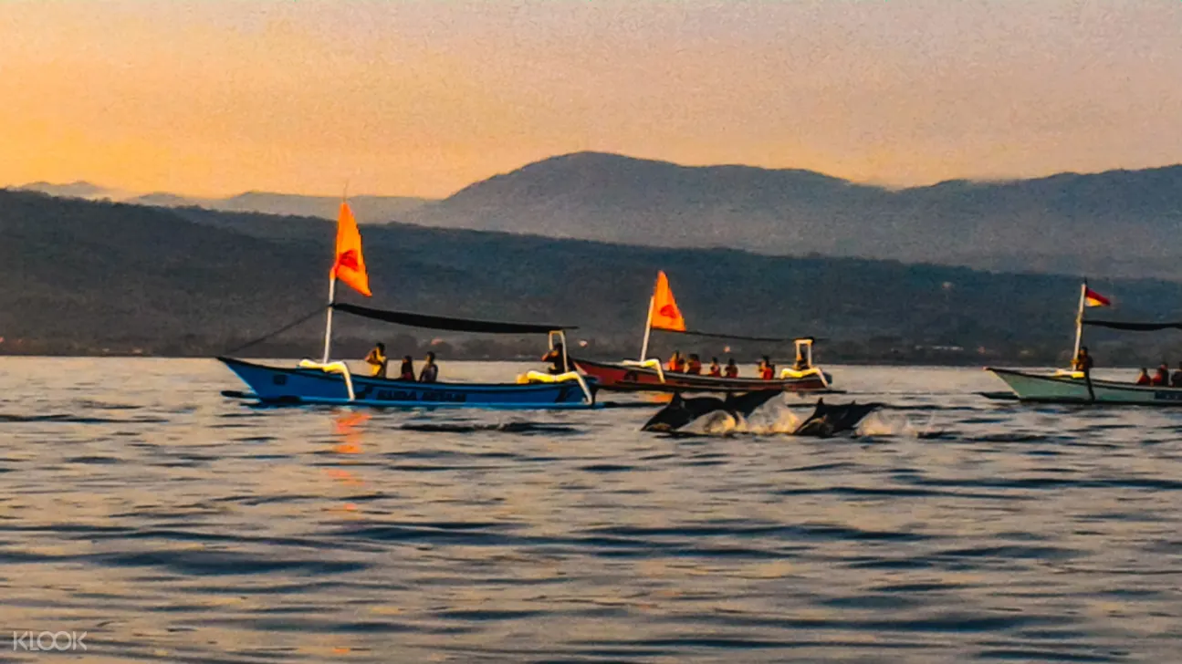 tourists watching dolphins in the sea